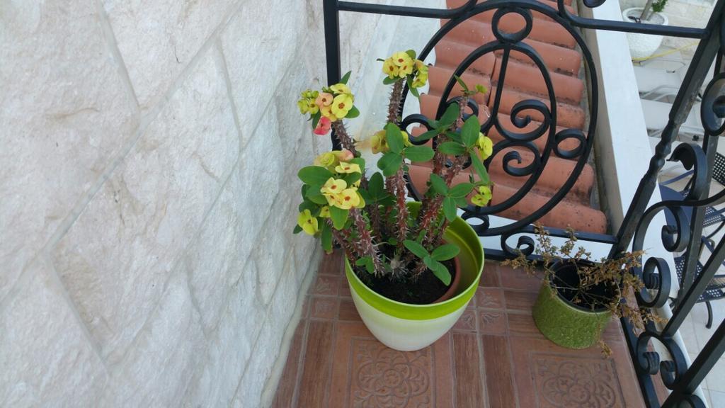 Villa Mare Apartments Тиват Экстерьер фото